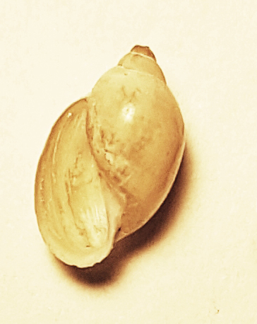 piccola conchiglia sinistrorsa da identificare